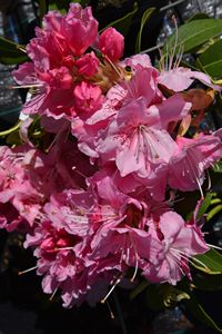 Rhodo Albert Schweitzer